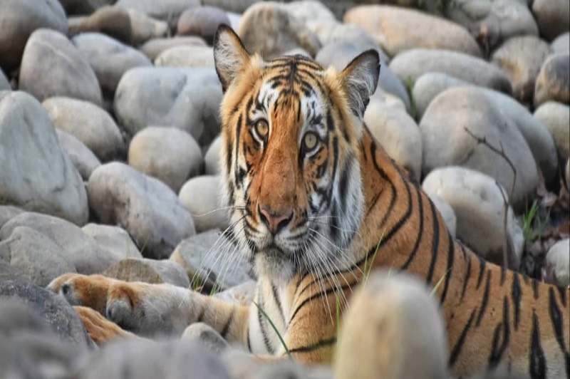 Corbett Wildlife Experience