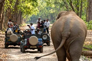 safari in jim corbett