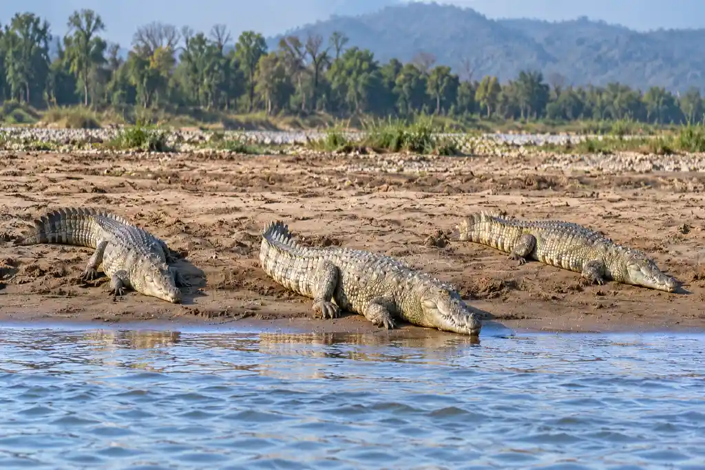Crocodile Safari