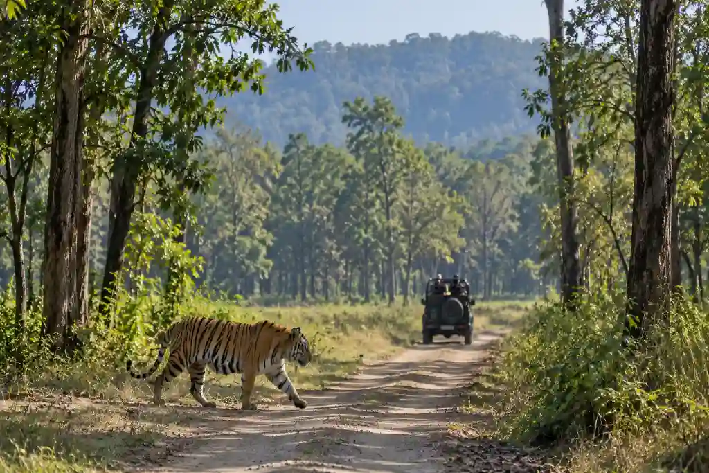 Jeep Safari