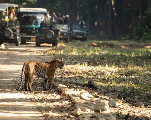 Corbett Nainital